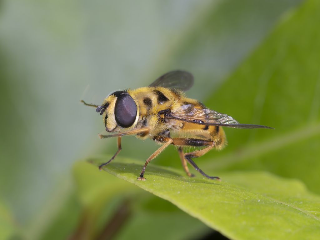 Aiuto identificazione